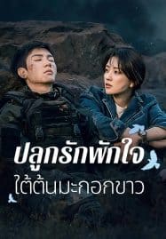 ดูซีรี่ย์ออนไลน์ฟรี The White Olive Tree (2025) ปลูกรักพักใจ ใต้ต้นมะกอกขาว